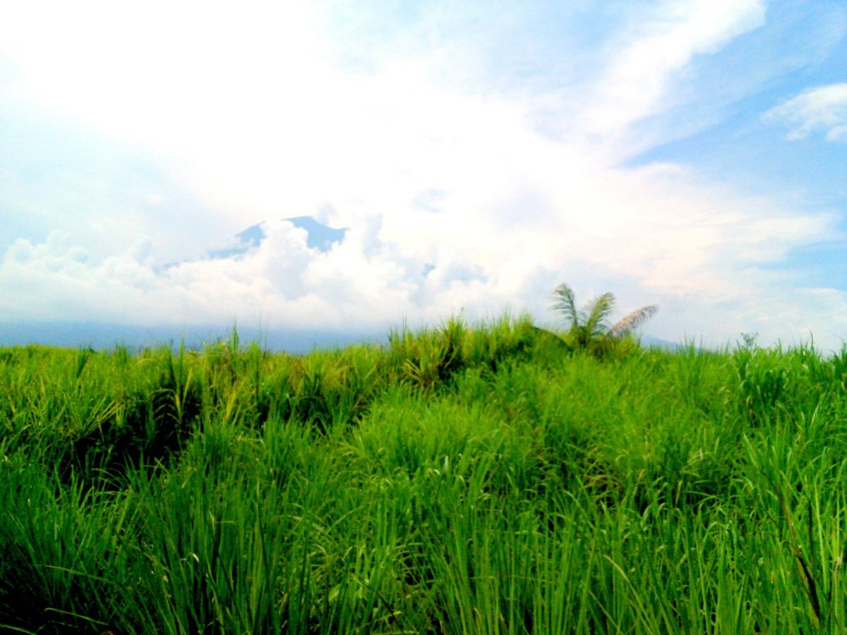 Nature, grass, sky, clouds, green, blue, peace