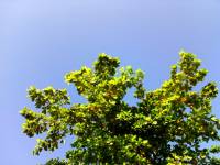 Tree, sky