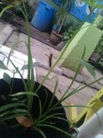 Insect, plant, green