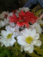 flowers, bombil, pink and white