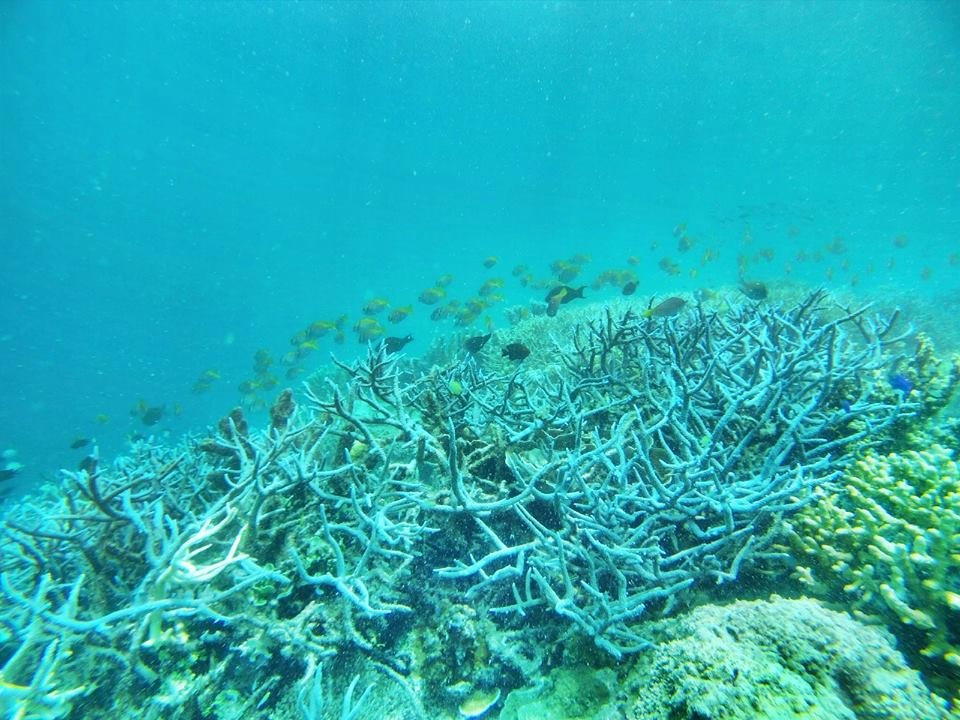 coron beautiful corals