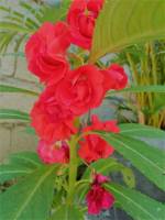 red feat green, beautiful red flower, green lovers, natures gift