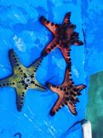 Three big starfish