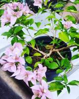 Beautiful bougainvillea blooming nice color