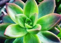 perfectly shaped, succulent plant