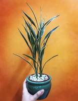 Sanseveria trio indoor plants