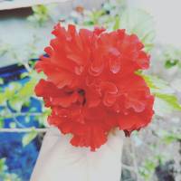 Such a gorgeous flower red