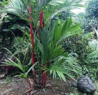 Red palm tropical garden