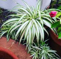 Another spider plant from my friends garden