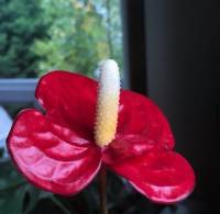 Look at this prettiness, anthurium