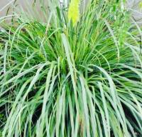 Lemon grass plant