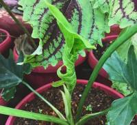 Caladium plant gives new leaf amazing