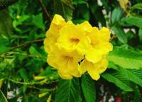 A cluster of bright yellow trumpet flowers