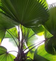 Ruffled fan palm