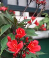 red feat green, beautiful red flower, green lovers, natures gift