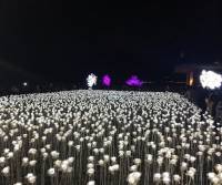 My take on the 10000 LED white roses