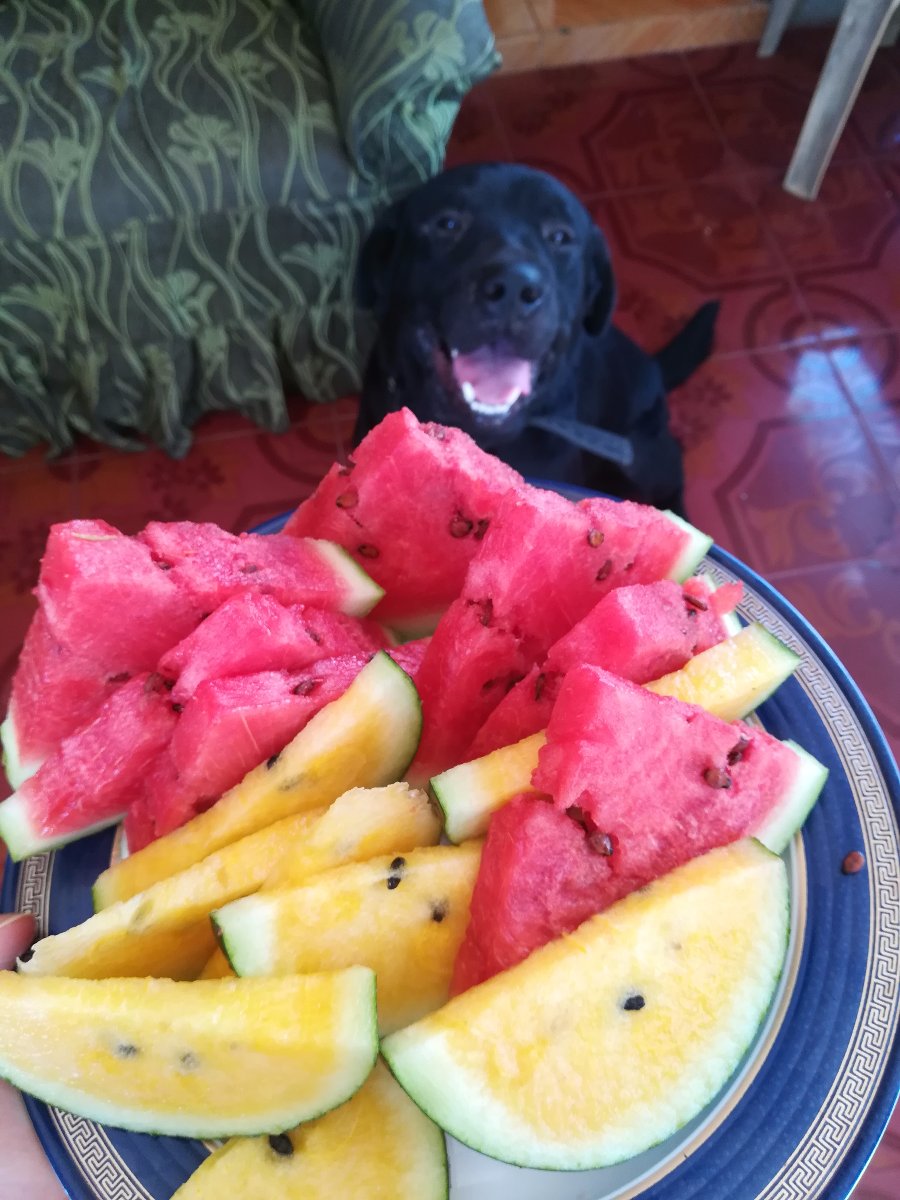 Food, fruits, watermelon, dog, eats