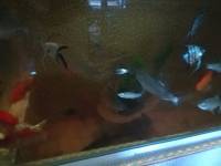 Fish, aquarium, mackerel, gold fish, koi fish