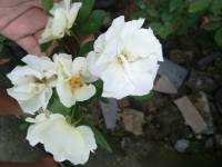 White, rose, plant, nature, living