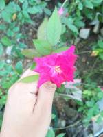 Flower, rose, fuschia, plant, living, nature