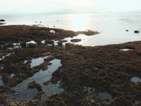 Starfish sea seashore low tide