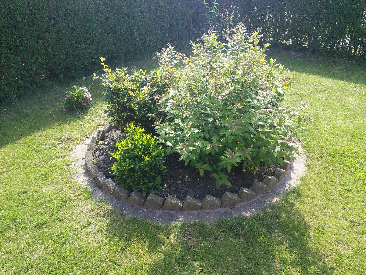 bushes in my garden, my mother in law made it look this good on her last vacation with us