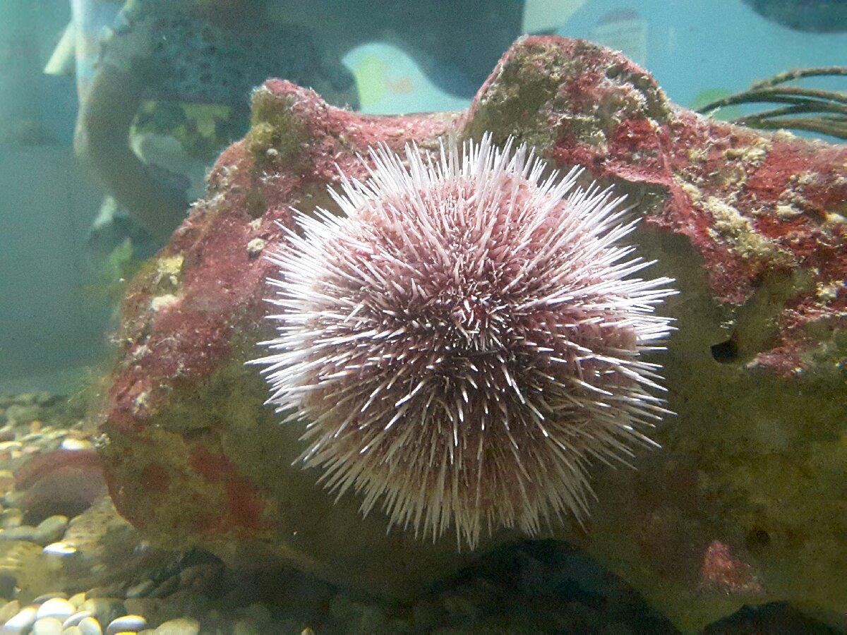 sea urchin, the Deep, Hull, UK