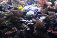 Coral Reef, The Deep, Hull, UK