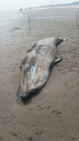 Minke whale discovered on Mablethorpe beach 8th May 2016 It is thought the whale washed ashore around 10am and was already deceased