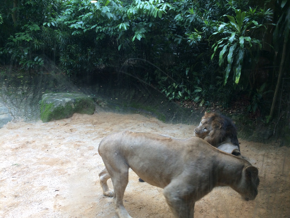 lioness, zoo, singapore, travel, explore