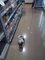 puppy in the supermarket