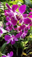 white, violet, flower, orchid