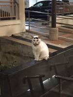 stray kitten in singapore
