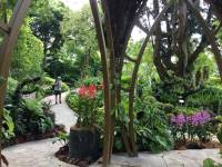 national orchid garden, singapore