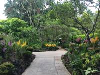 orchid, national orchid garden, singapore, travel, nature, beautiful, view