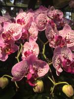 spotted pink orchid