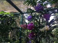 colorful, orchids, display, nature