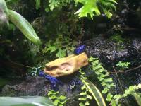 poison arrow frogs, sea aquarium, singapore, travel, explore