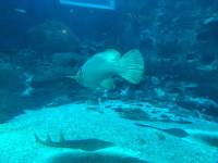 sea aquarium, singapore, travel, explore