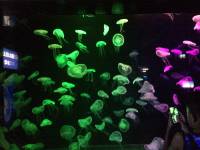 jellyfish, sea aquarium, singapore, travel, explore