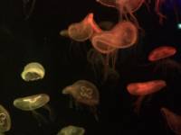 jellyfish, sea aquarium, singapore, travel, explore