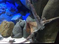 octopus, sea aquarium, singapore, travel, explore