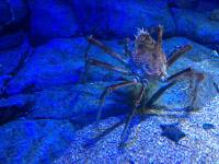 spider crab, sea aquarium, singapore, travel, explore