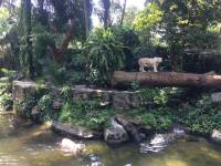 white tiger, zoo, singapore, travel, explore