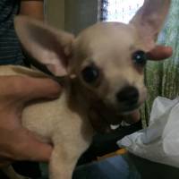 Chihuahua, puppy