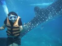 whale shark, adventure