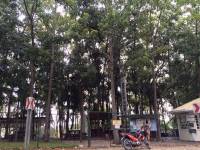 Tall coconut trees