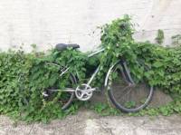 Bike, plant, vine