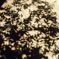 Leaves shadows