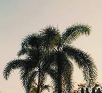 coconut tree, my friend lovely